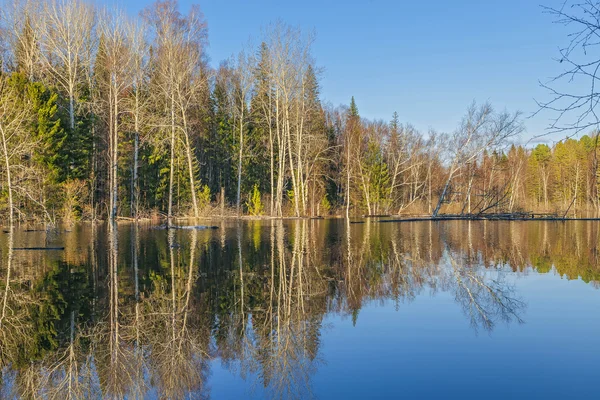 Vår kväll i sibiriska taigan — Stockfoto