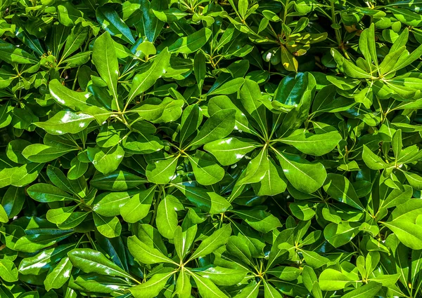 Natural floral background — Stock Photo, Image