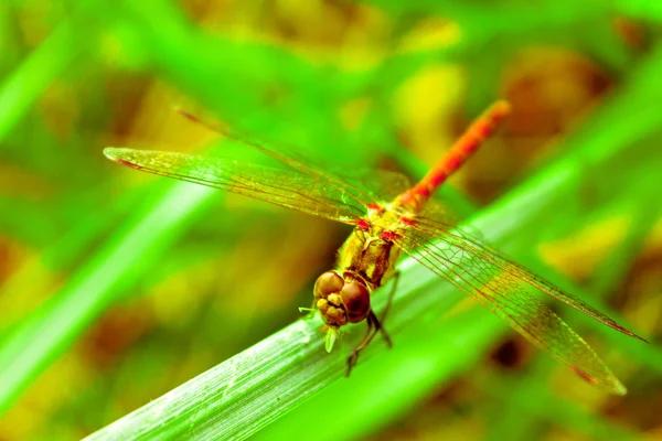 Libelle auf dem grünen Gras Sommer — Stockfoto