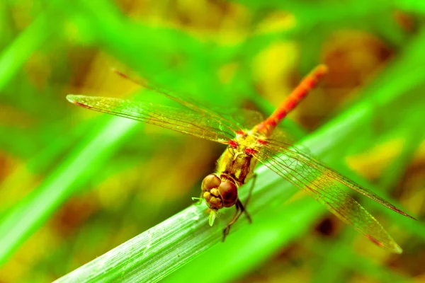 Libélula en la hierba verde verano — Foto de Stock