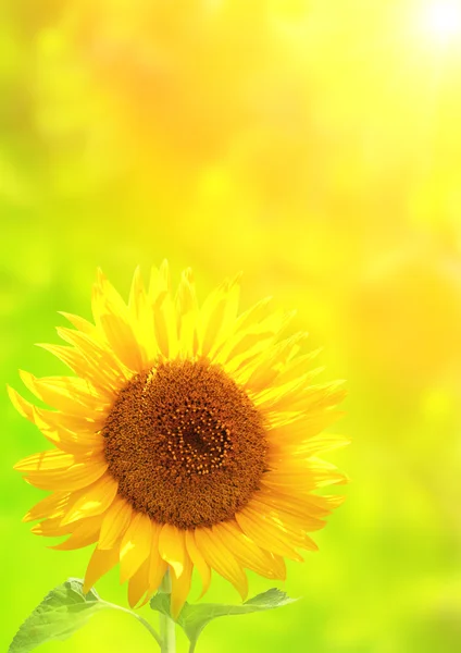 Bright yellow sunflower on green background — Stock Photo, Image