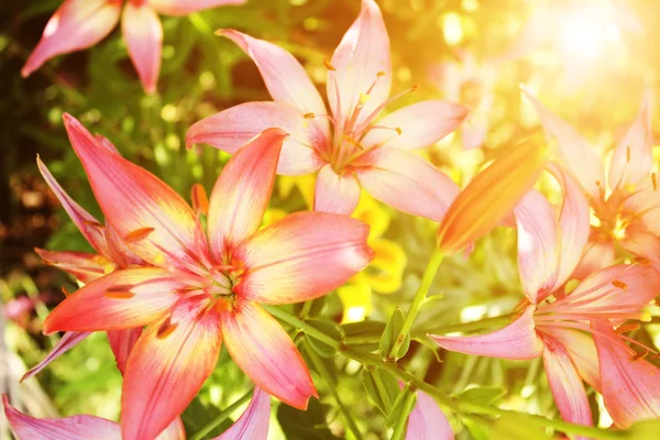 Smukke liljer på blomsterbed - Stock-foto