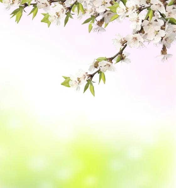 Fiori di ciliegio — Foto Stock