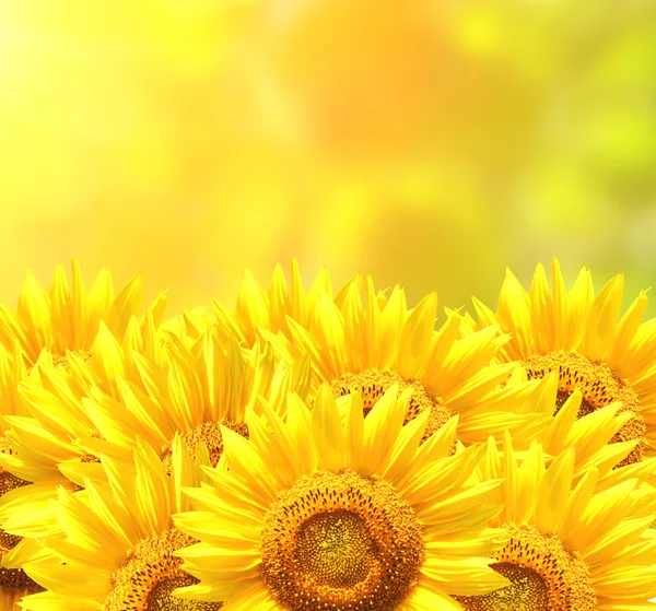 Border with sunflowers — Stock Photo, Image