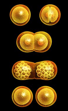 Hücre bölünmesi işlemi