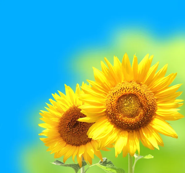 Bright yellow sunflowers — Stock Photo, Image