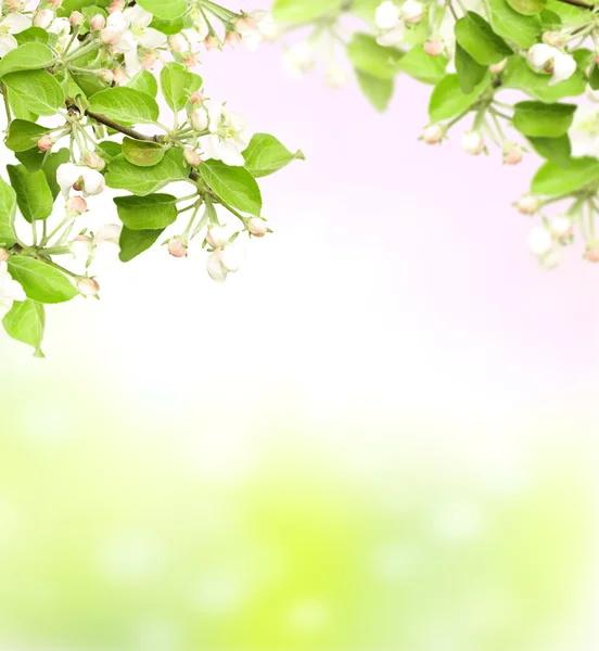 苹果的花朵 — 图库照片