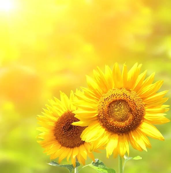 Girasoles amarillos brillantes sobre fondo amarillo —  Fotos de Stock