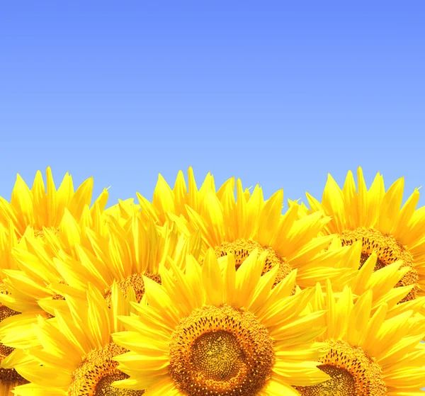 Border with sunflowers — Stock Photo, Image