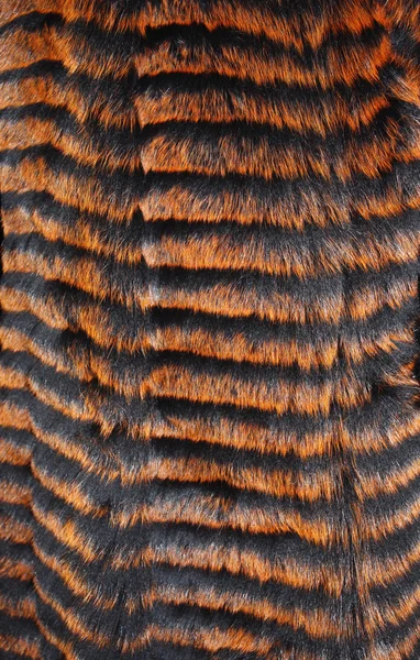 Γούνα βάφεται πορτοκαλί και μαύρο ρίγες — Φωτογραφία Αρχείου