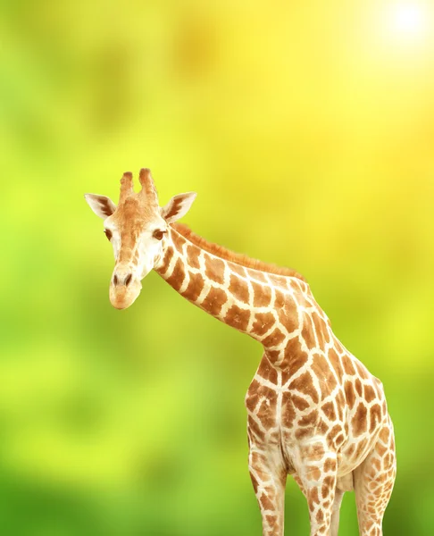 Žirafa na zeleném pozadí — Stock fotografie