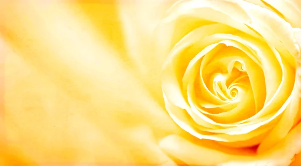 黄色いバラと紙テクスチャ グランジ バナー — ストック写真
