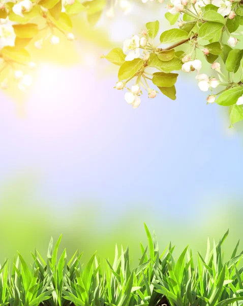 흰 색과 녹색 잔디의 애플 꽃 — 스톡 사진