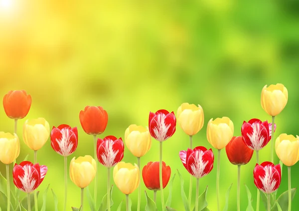 Blumen einer Tulpe — Stockfoto