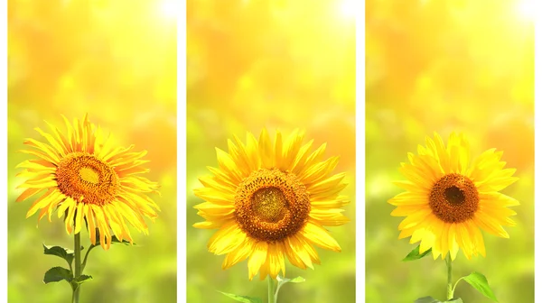 Conjunto de pancartas con girasol sobre fondo verde soleado —  Fotos de Stock