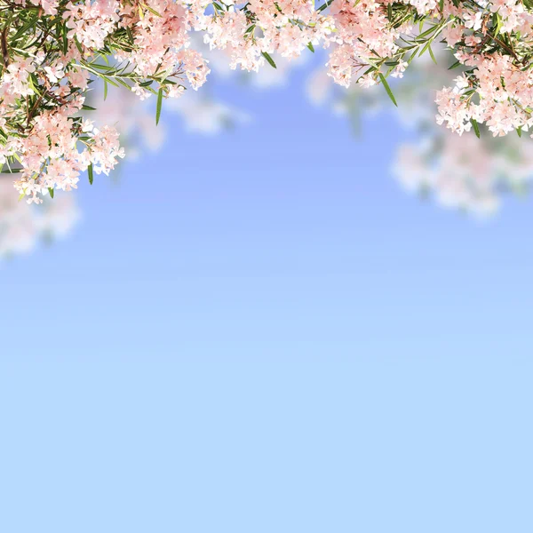 Wiosenne kwiaty kolor różowy i zielony liści — Zdjęcie stockowe