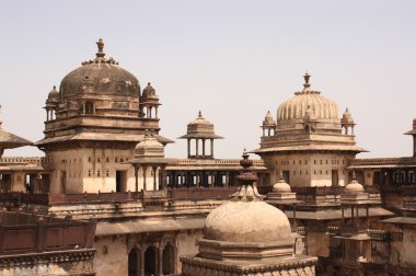 Sarayda ceylan, Madhya Pradesh eyaletinde, Hindistan