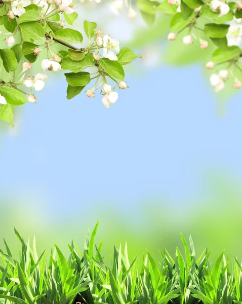 Flores de maçã de cor branca e grama verde — Fotografia de Stock