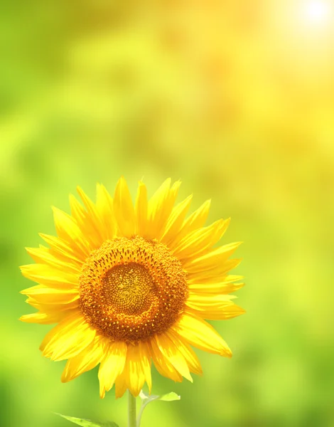 Sunflower on green background — Stock Photo, Image