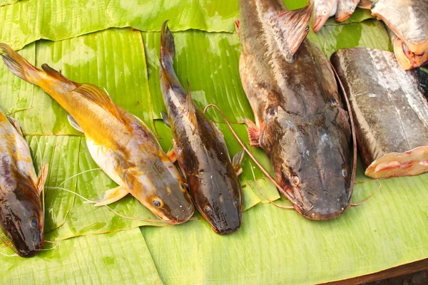 Taze yayın balığı palmiye yaprak balık pazarında Luang Prab yakalanan — Stok fotoğraf
