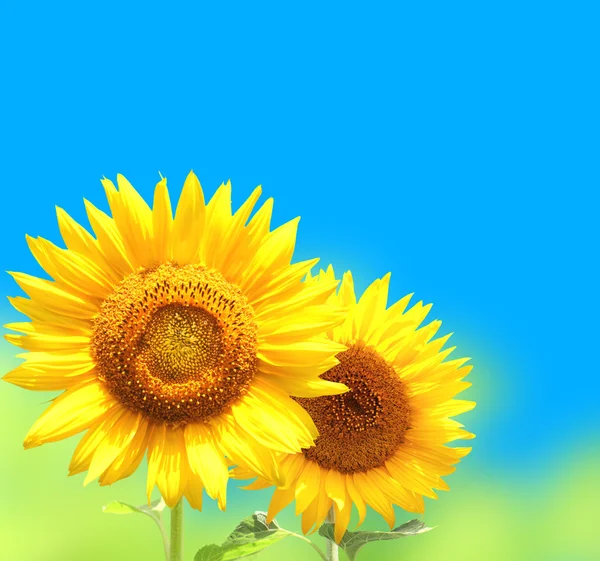 Bright yellow sunflowers — Stock Photo, Image