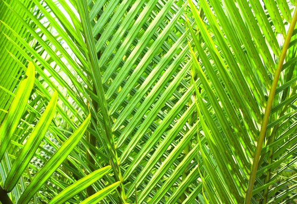 Hojas verdes de palma de coco — Foto de Stock