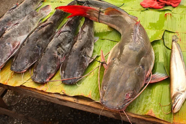 Pesce gatto appena pescato sulla foglia di palma in un mercato del pesce, Luang Prab — Foto Stock