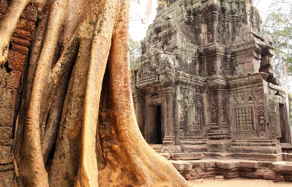 Wielkie drzewo i ruiny świątyni w kompleksie Angkor Wat, Siem Reap, C — Zdjęcie stockowe