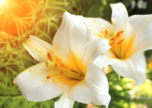 Beautiful white lilies on flowerbed — Stock fotografie