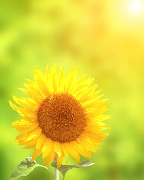 Yeşil arkaplanda ayçiçeği — Stok fotoğraf