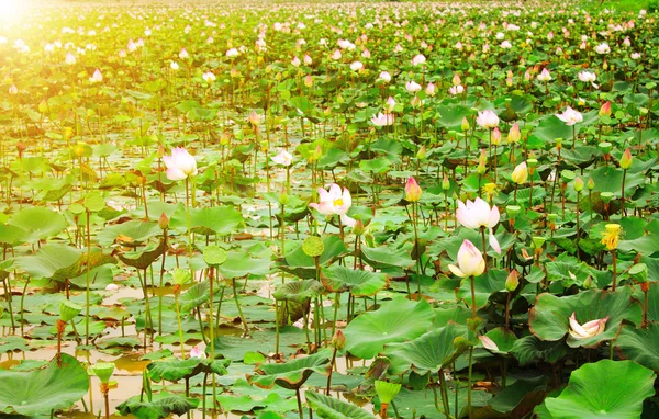 Luz del sol en el campo de flor de loto en flor, Camboya — Foto de Stock