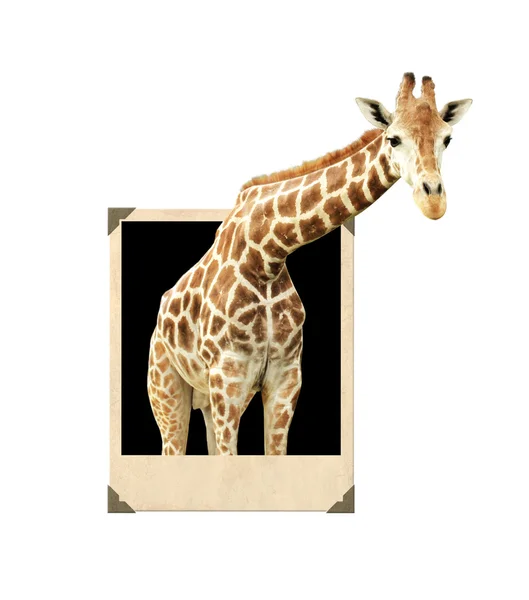 Giraffe in old photo frame with 3d effect — Stock Photo, Image