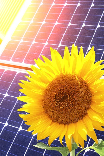 Solar cells and sunflower — Stock Photo, Image