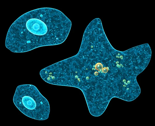 Different amoebas on black background — Stock Photo, Image