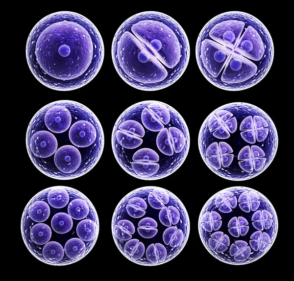 Hücre bölünmesi işlemi — Stok fotoğraf