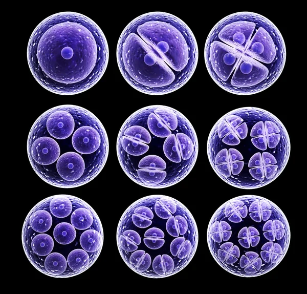 Process division of cell — Stock Photo, Image