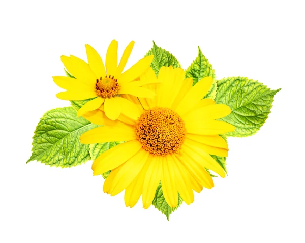 Yellow flowers with green leaves — Stock Photo, Image