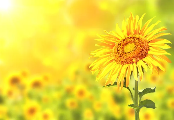 Sunflowers on blurred sunny background — Stock Photo, Image
