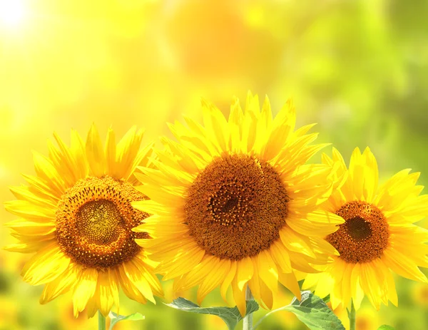 Girasoles sobre fondo soleado borroso —  Fotos de Stock