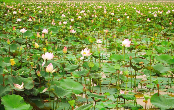 Campo de flor de loto, Camboya — Foto de Stock