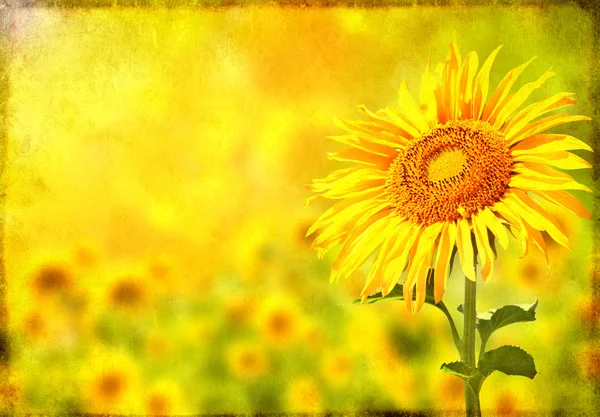 Grunge Hintergrund mit Sonnenblume — Stockfoto