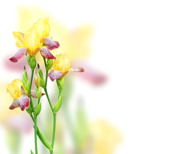 Flores de íris de cores amarelas e roxas — Fotografia de Stock