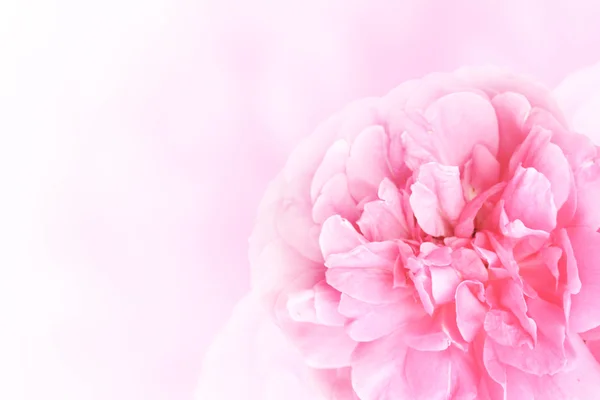 横幅与粉红色的玫瑰 — 图库照片