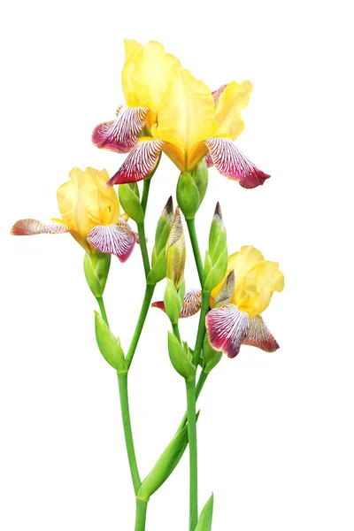 Bloemen van iris van gele en paarse kleuren — Stockfoto