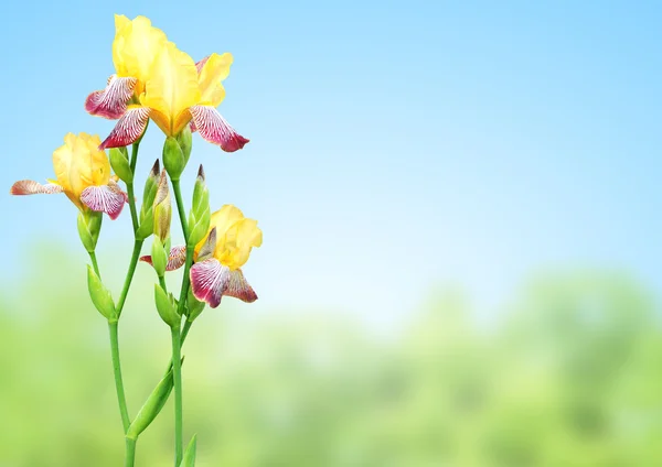 Flores de iris de colores amarillo y púrpura —  Fotos de Stock