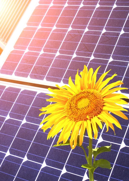 Solar cells and sunflower — Stock Photo, Image
