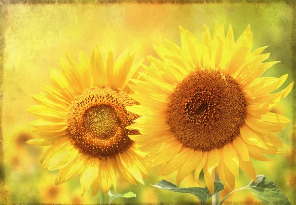 Grunge Hintergrund mit Sonnenblume — Stockfoto