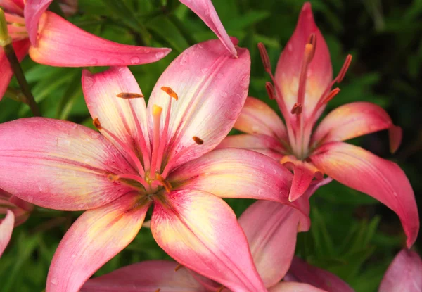 Lírios bonitos no canteiro de flores — Fotografia de Stock