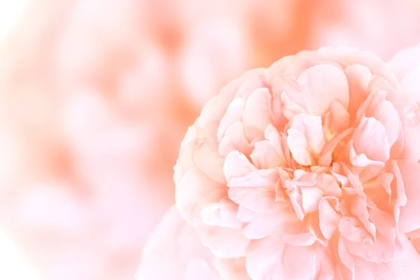 Banner mit rosa Rose — Stockfoto