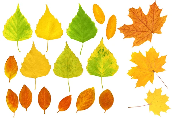 Листья березы, клена и барбариса — стоковое фото